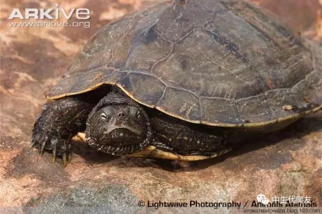 地图龟成体样子,地图龟种类及图解