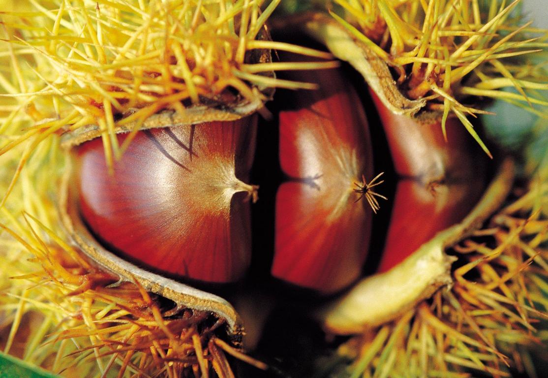 东北大榛子对比迁西板栗哪个好吃,榛子和板栗的营养哪个高