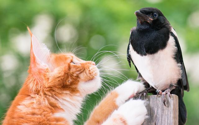 为什么要打完疫苗才能给宠物绝育,为什么这么多人都想给宠物做绝育