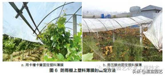 温室葡萄架式管理,温室葡萄种植技术视频