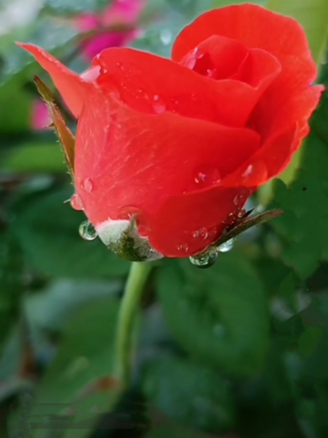 中国诗歌周刊194期,中国诗歌周刊第88期