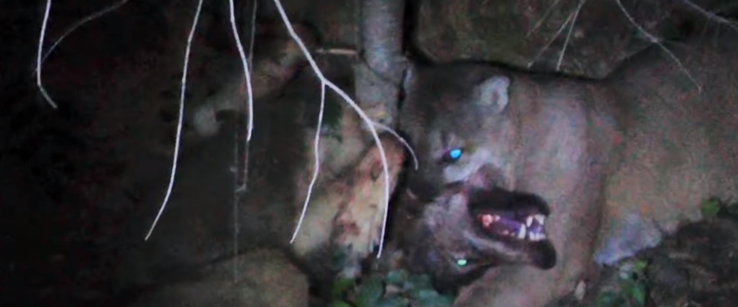 老虎狼群vs狮子鬣狗群,雄狮群与鬣狗群展开大战