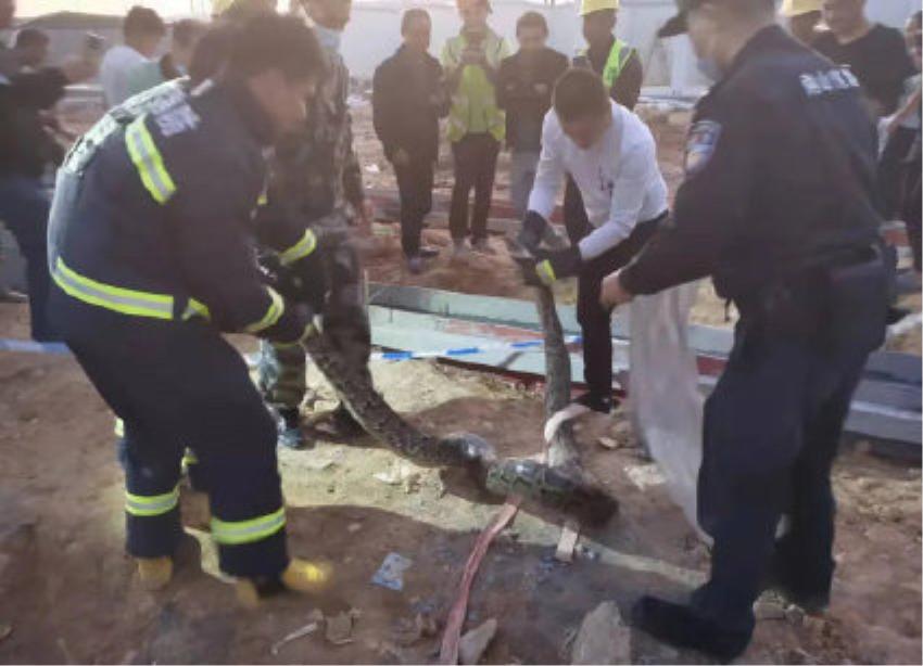 可怕40斤巨蟒藏天花板,吓人巨蟒