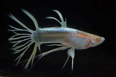 冠尾孔雀鱼怎么来的,冠尾孔雀鱼是天生的吗