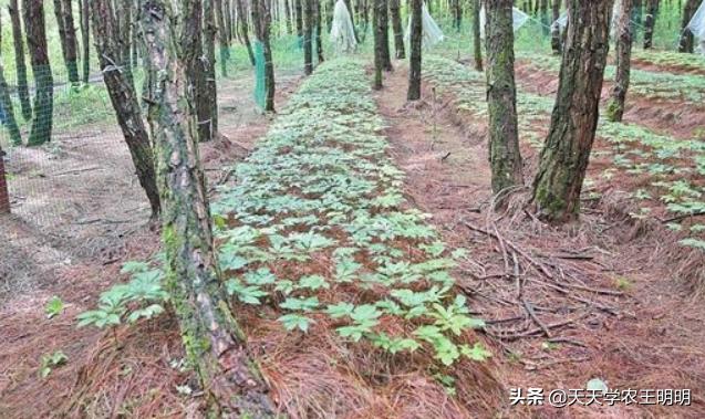 三七种植的年数与价格关系如何,三七是怎么种的