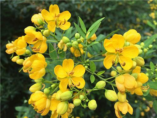 24个节气24朵花,你觉得24节气里面哪个节气最美