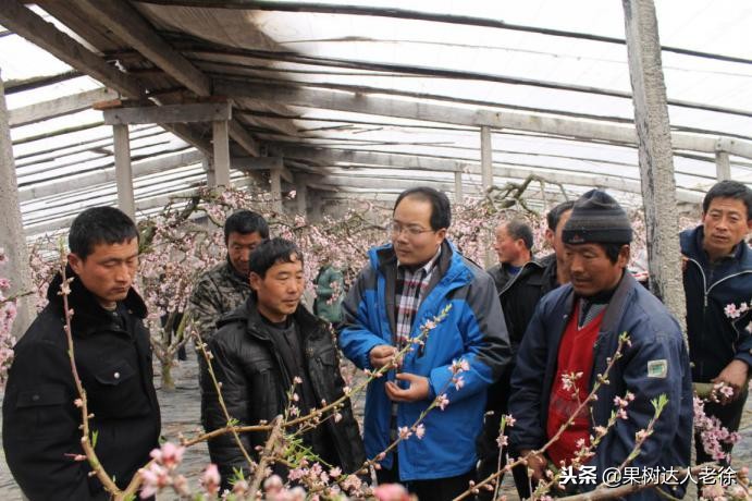 桃树开春管理视频,大棚桃花期用什么药