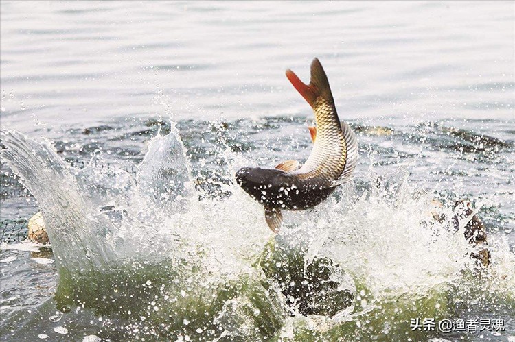 春天鲫鱼和鲤鱼在水里的生活习性,鲤鱼的饲养技术有哪些方法