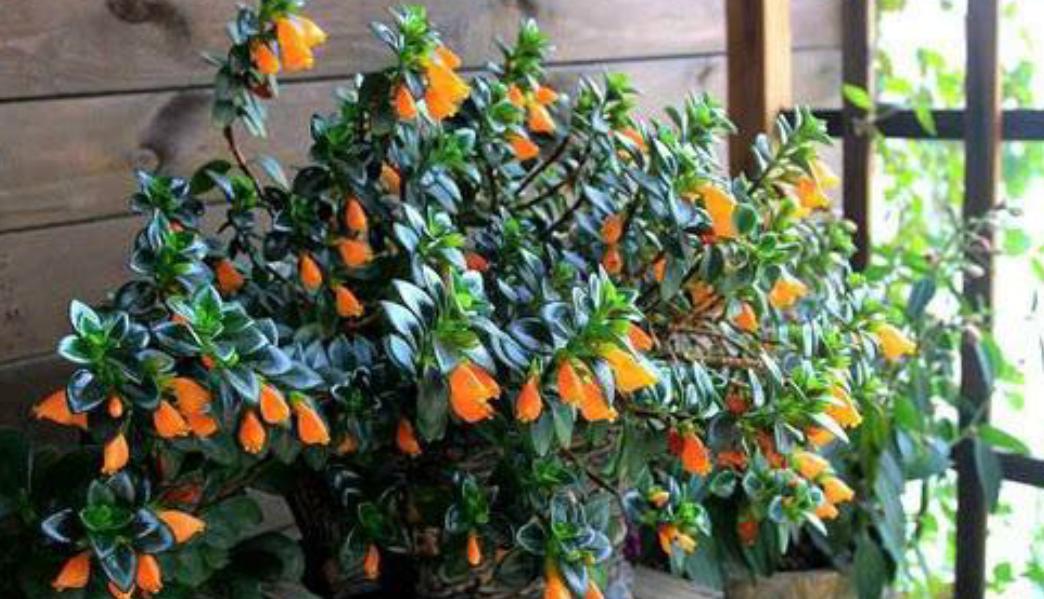 金鱼吊兰立冬怎样剪枝冬天能开花,金鱼吊兰什么时候开花不能移植