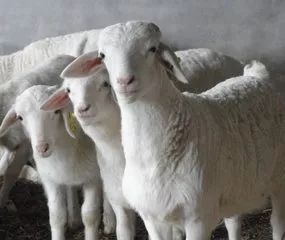 沈抚大集第五站：杜泊羊、大公鸡，到拉古村逛最淳朴大集！