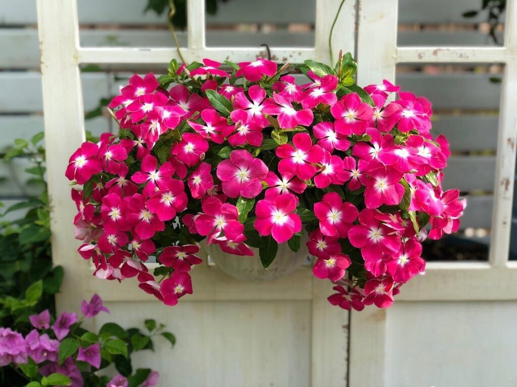 这“38种花”，当你开始收集品种时，你已入坑颇深