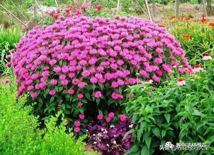 薄荷有清热解毒的作用吗,有一种特别清凉的薄荷