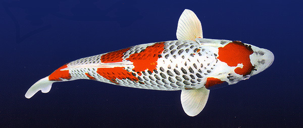 锦鲤怎样喂食长得快点,锦鲤怎么喂食才合理