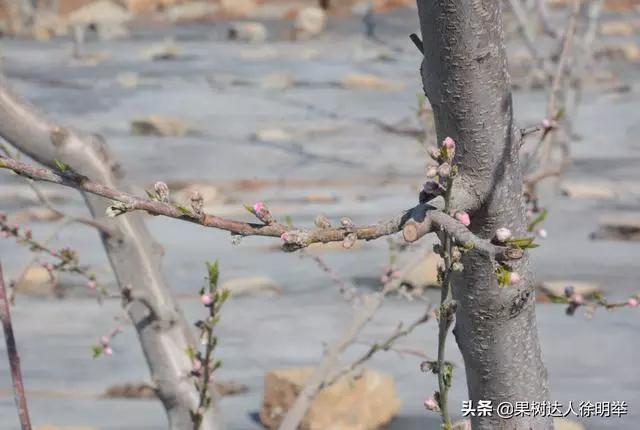 根除朝鲜球坚蜡蚧,朝鲜球坚蚧的人工和生物防治