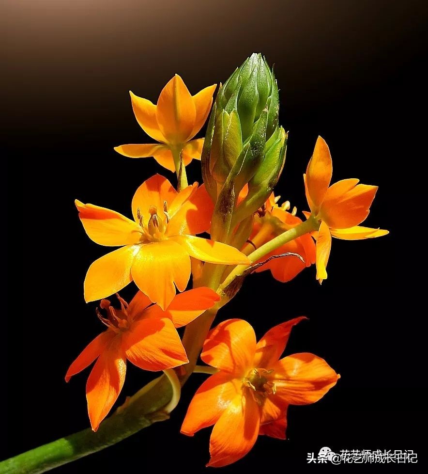 每日一花｜伯利恒之星，可用于治疗癌症，洁白可爱