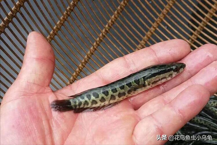 养黑鱼观赏鱼的技巧和方法,黑鱼观赏鱼怎么养