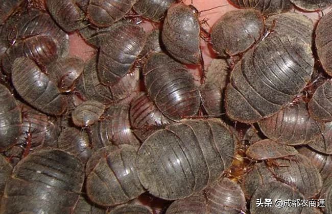 土元养殖的骗局,土元养殖场建造