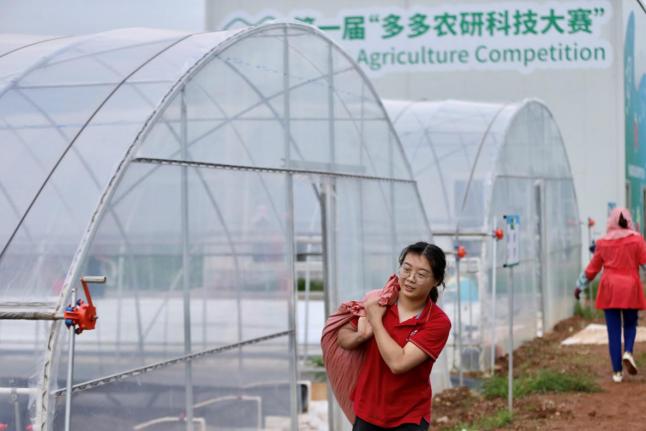 安徽长丰县草莓娘子军，征战云南120天，获得智慧草莓种植大赛卓越奖