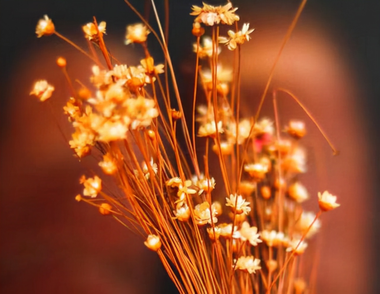 又一年浅秋，又一次想起了你：亲爱的，别来无恙？