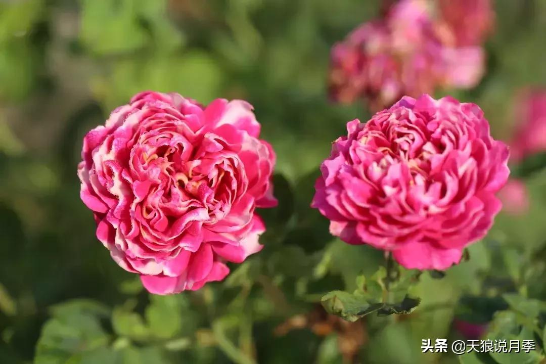 天狼自育哪个品种最好,天狼月季紫雾凝霜