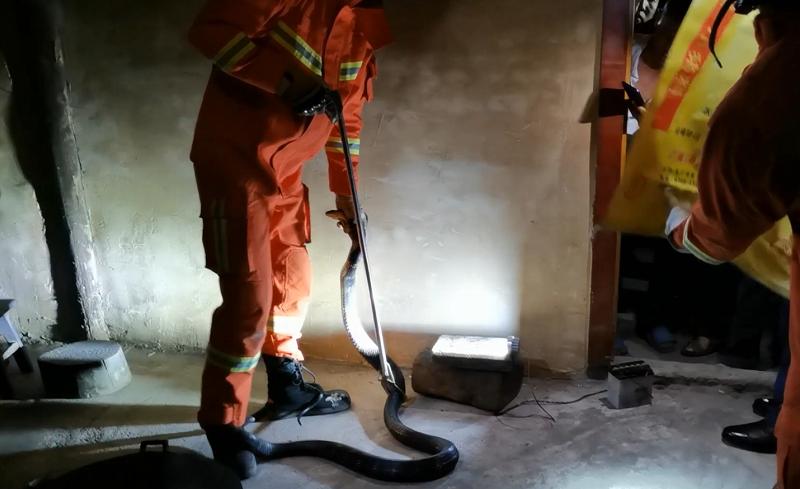 村民家中惊现2米长眼镜王蛇,近3米长眼镜王蛇出没