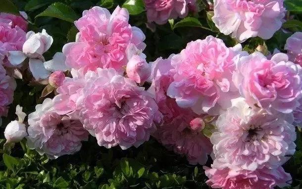 101种玫瑰品种科普你都认识吗,100种玫瑰品种科普你都认识吗