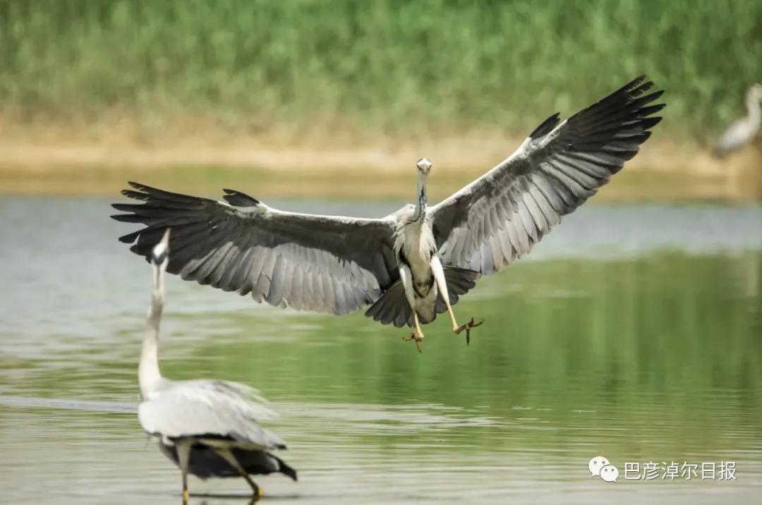 磴口南湖的苍鹭“斗舞”了，大家快来看