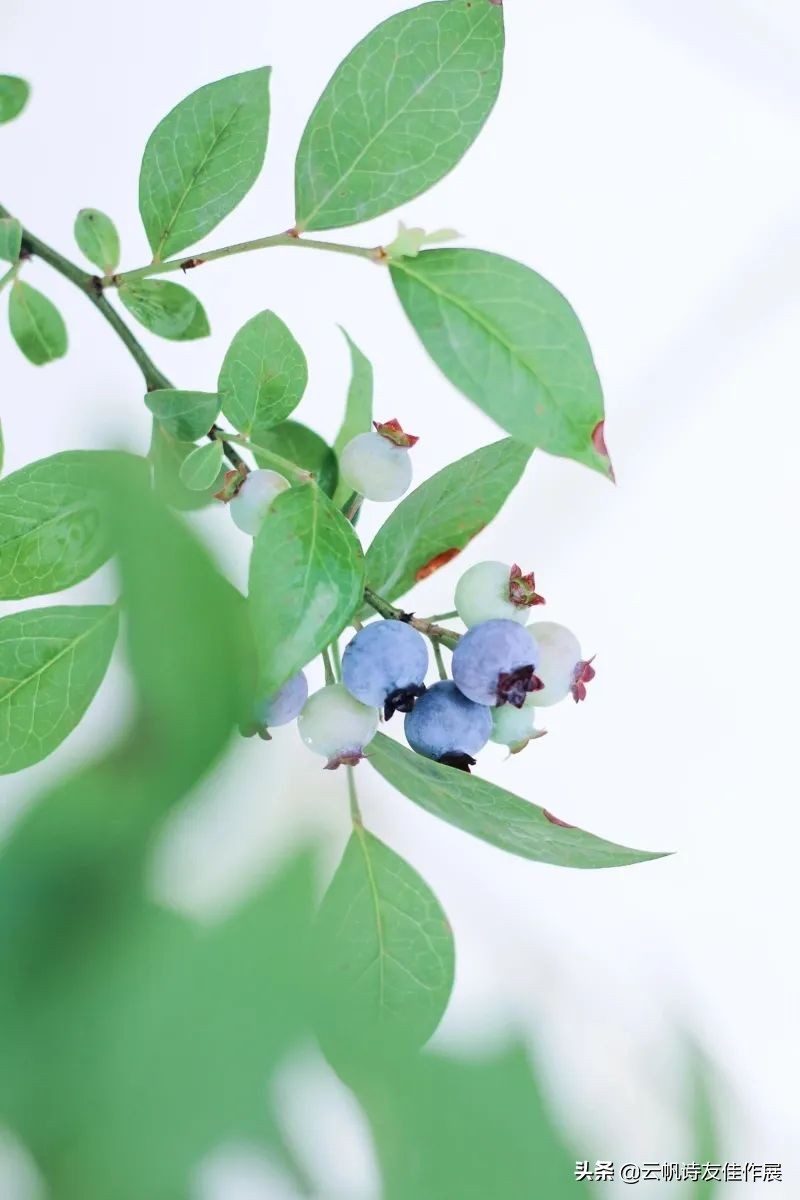 云帆诗会2019年第10期,云帆诗会第398期