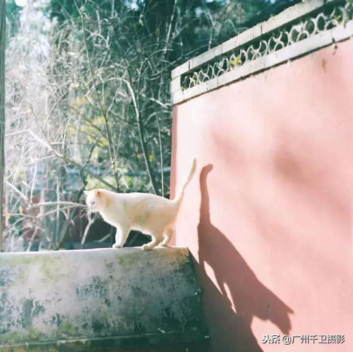 摄影必学的9种构图方法,摄影萌新必学12个构图技巧