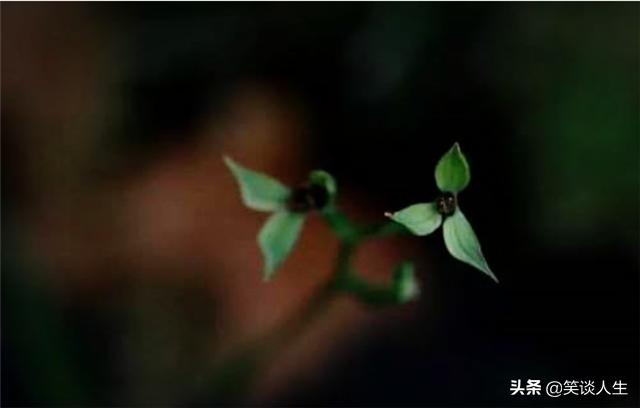 云南最名贵的野生兰花品种,云南颜值最高兰花白鹭濒临绝种