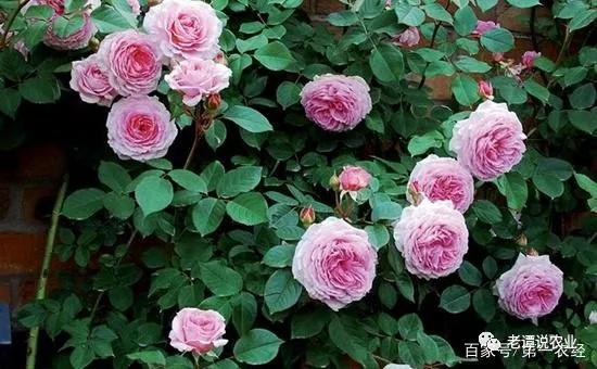 适合小院种的藤本花卉盆栽,什么藤本月季适合种在院子墙外面