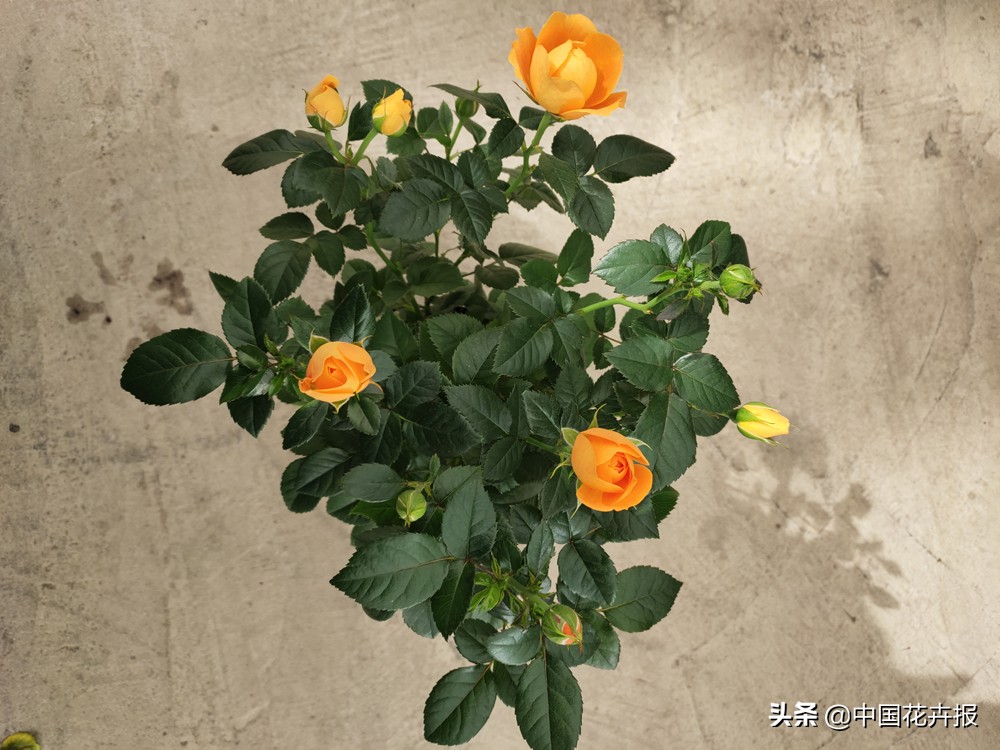 过年买的喜庆的花,过年买的喜庆花