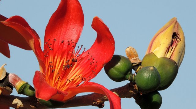 各个城市的市花中国城市市花大全,中国各个城市市花大全