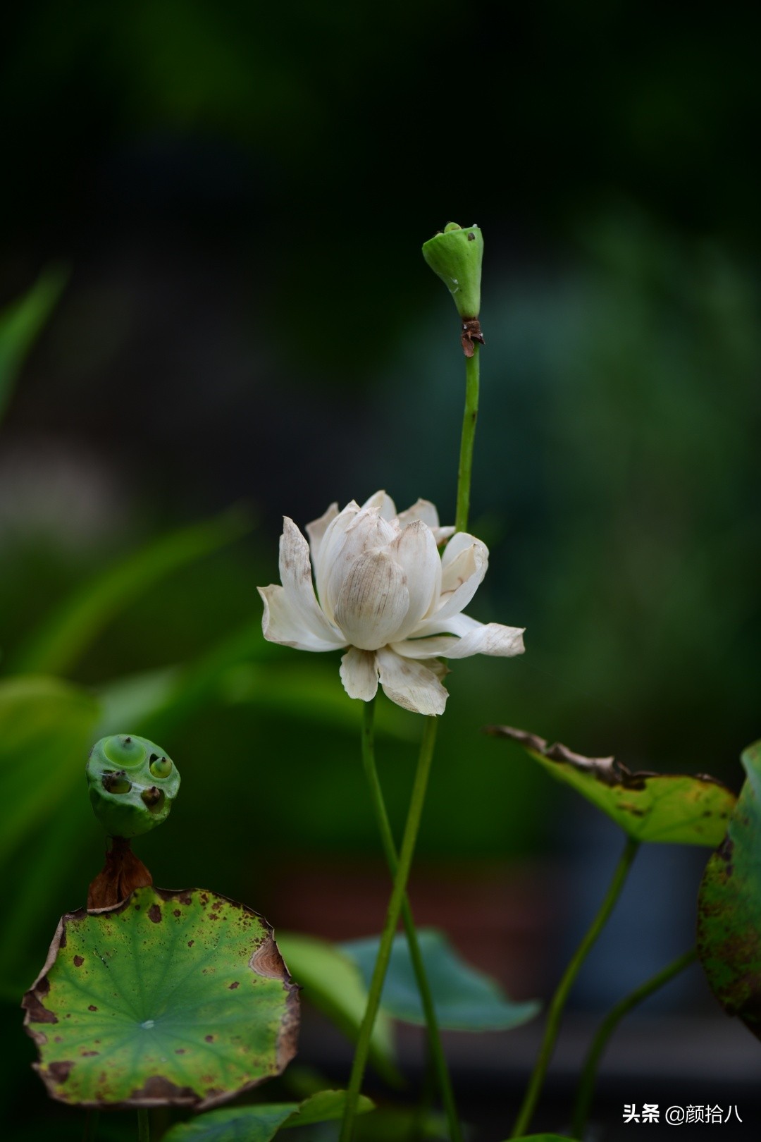 碗莲种藕生长到开花全过程,碗莲种藕到开花的过程
