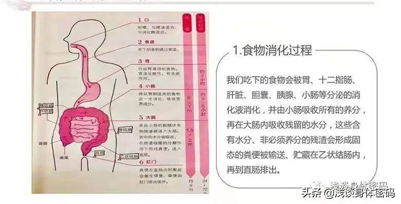 告别便秘最好的方法,告别肠道小烦恼