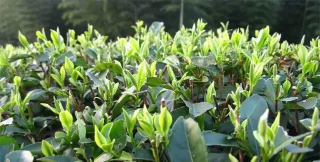 都匀毛尖明前茶还是谷雨茶好,明前茶雨前茶谷雨茶哪个最好