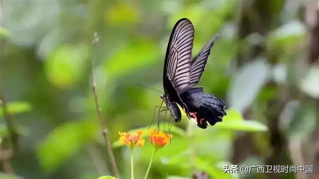 中国国际时装周石狮,石狮时装周展会