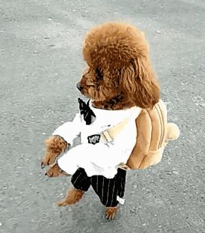 泰迪犬走路不直视主人怎么回事,怎样看待泰迪直立行走