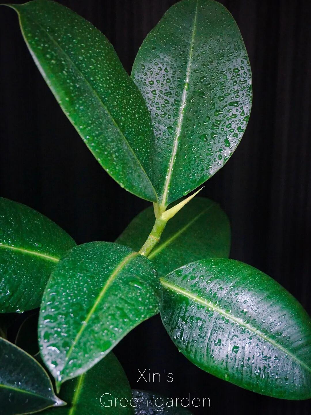 没花园怎么种花？从东北到广东，4位大神在室内种出植物园，绝美