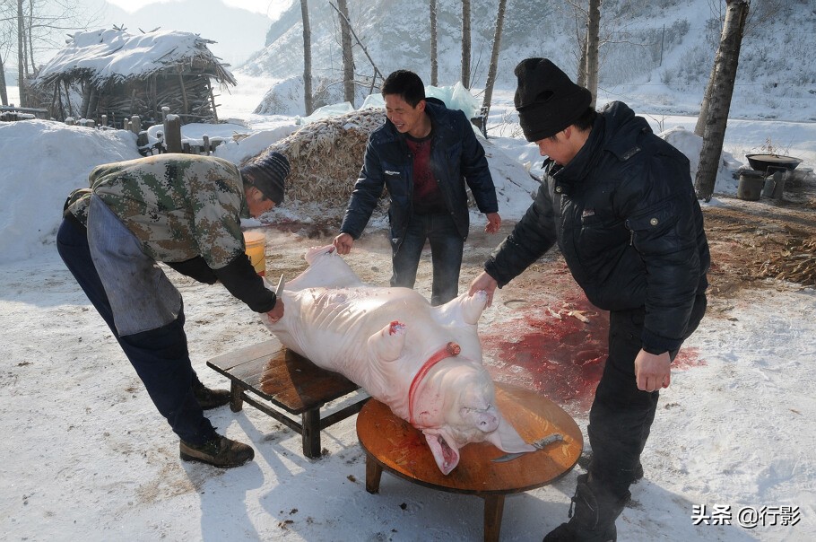 南方人感受东北杀年猪,冰天雪地杀年猪热气腾腾东北味