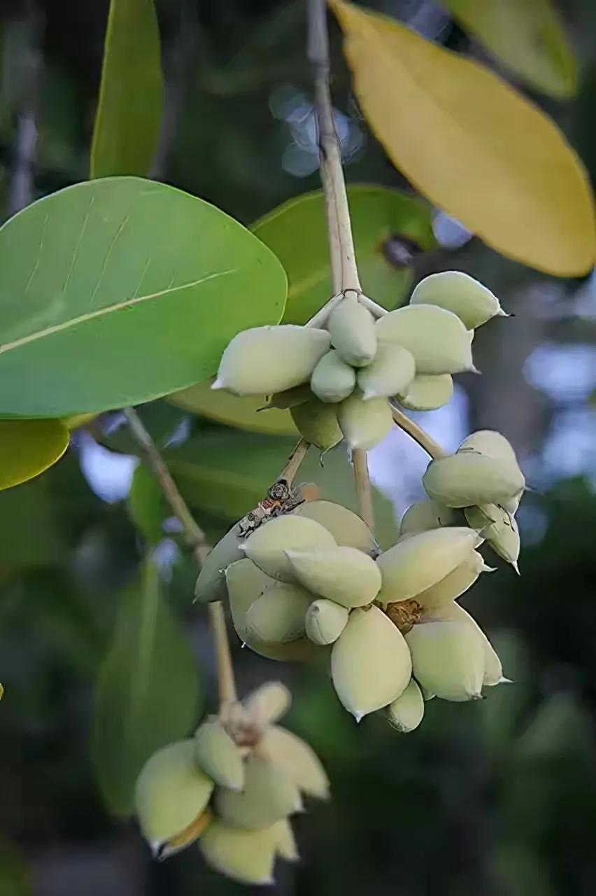 世界十大珍贵的植物图片,世界上罕见的名贵植物图片
