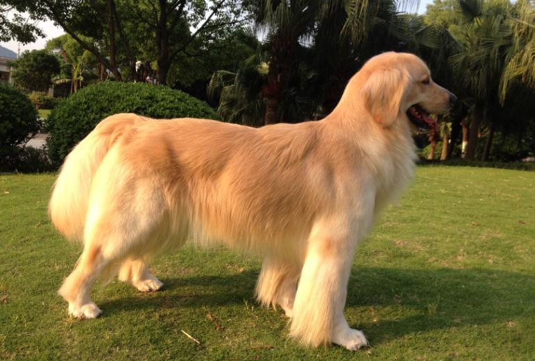 狗界无攻击性犬种哈士奇上榜,哈士奇在狗界中排名第几