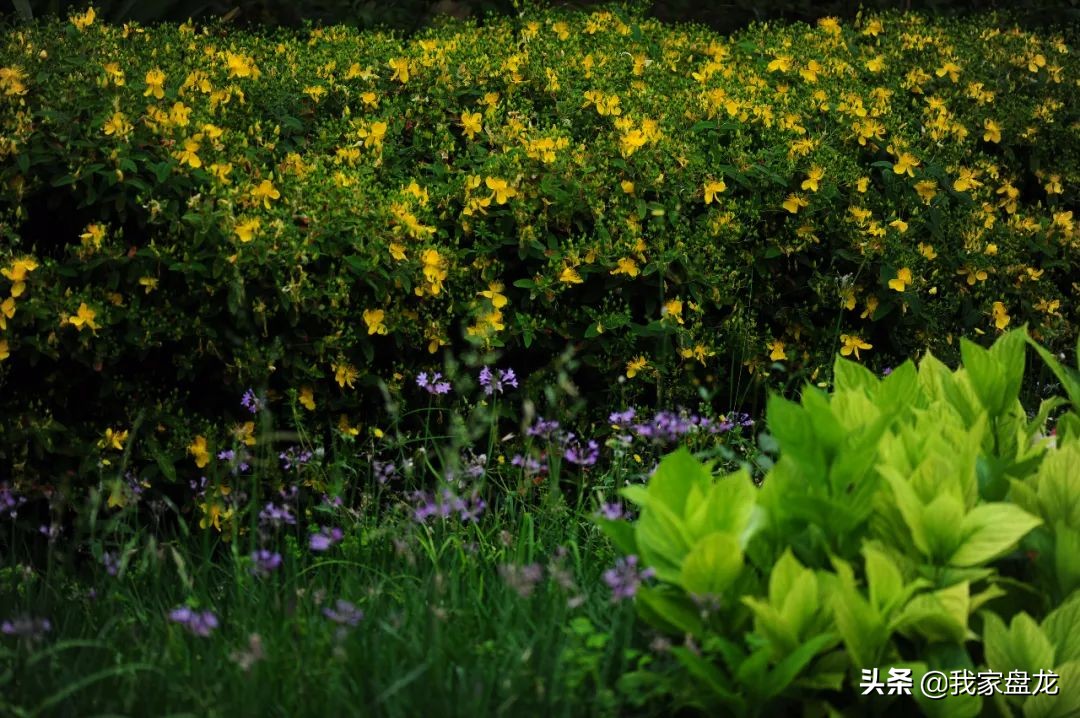 教你们一些特别实用的栽花小技巧,栽花有没有什么方法让它活得更好