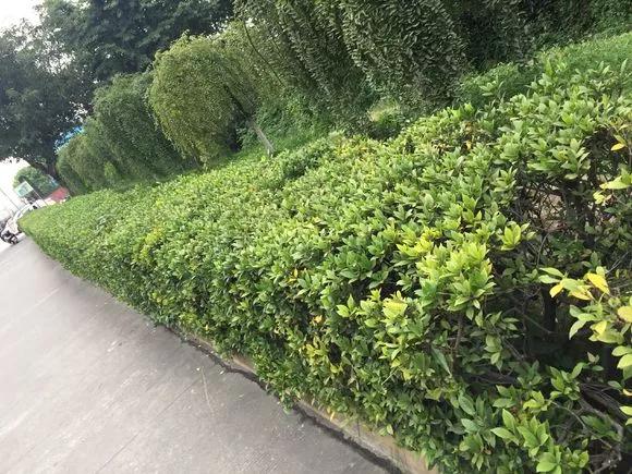 剪下枝条给根插水就能活的绿植,什么花枝条插水就能活