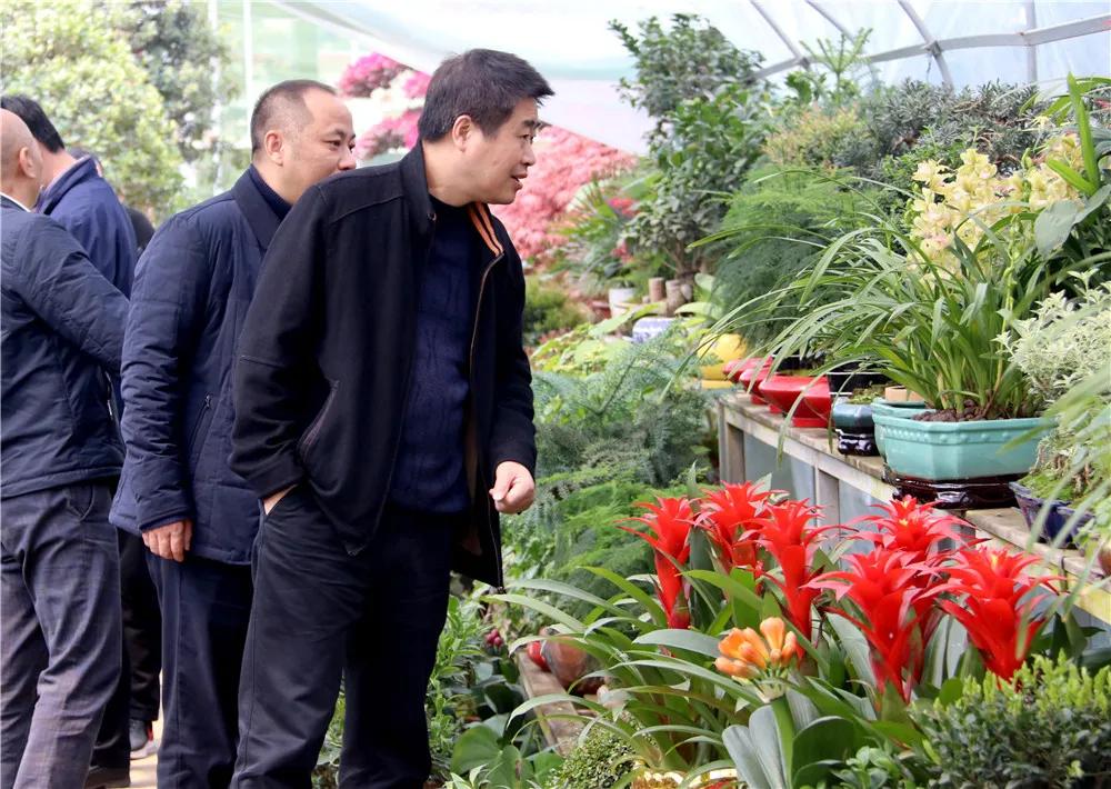 宿迁市沭阳县沭阳国际花木城,沭阳国际花木城布局