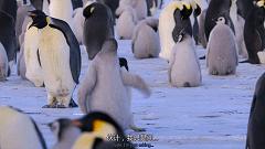 大过年的，被这些小萌萌给笑掉了头