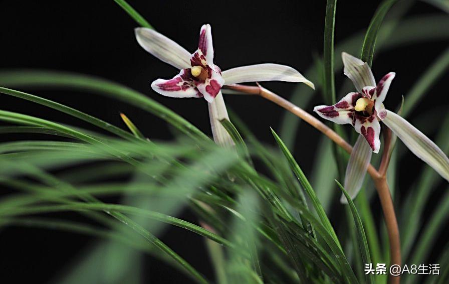 中国兰花名品录,春兰兰花名品大全