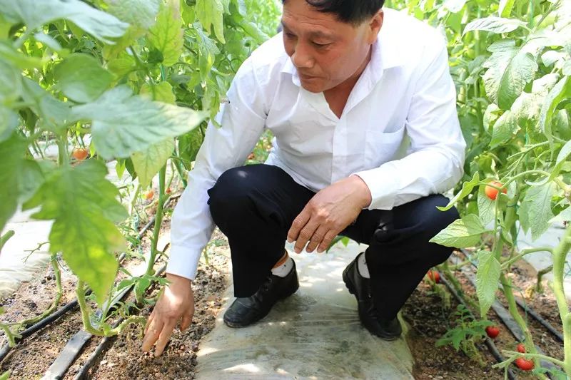 无土栽培和土壤种植技术研究所,农业无土栽培技术培训