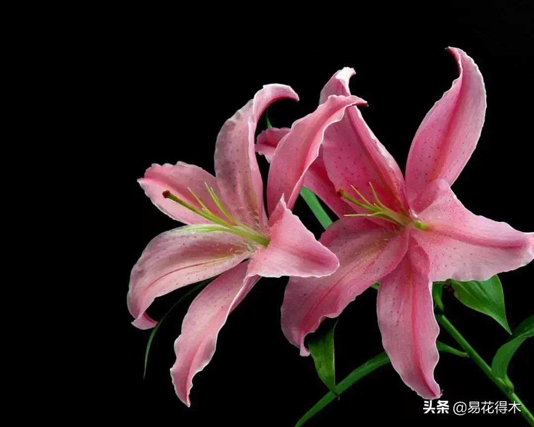 百合花开花后怎么留种球,百合花开花后晒太阳吗