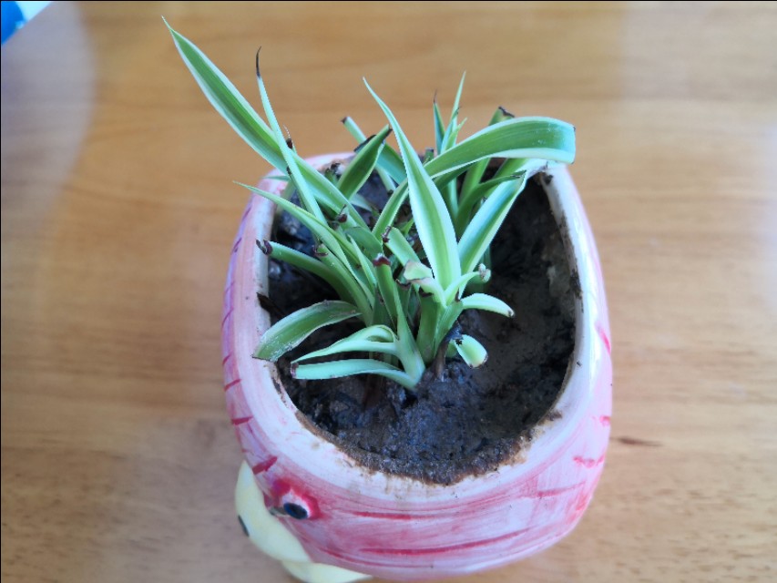 养吊兰的时候新手要注意哪些问题,吊兰养殖方法如何给吊兰换盆